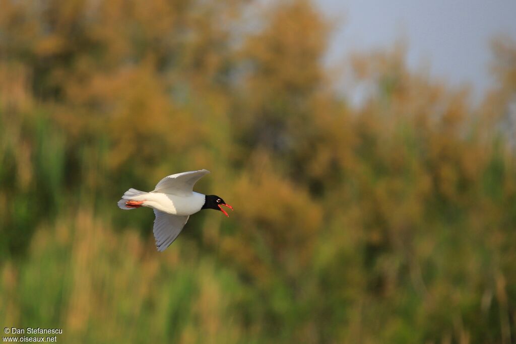 Mediterranean Gulladult, Flight