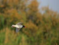 Mouette mélanocéphale