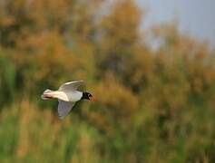 Mouette mélanocéphale