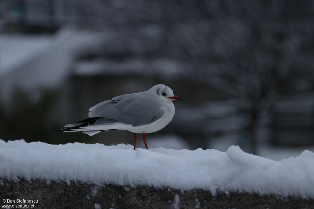 Black-headed Gulladult post breeding