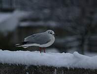 Mouette rieuse