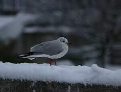 Black-headed Gull