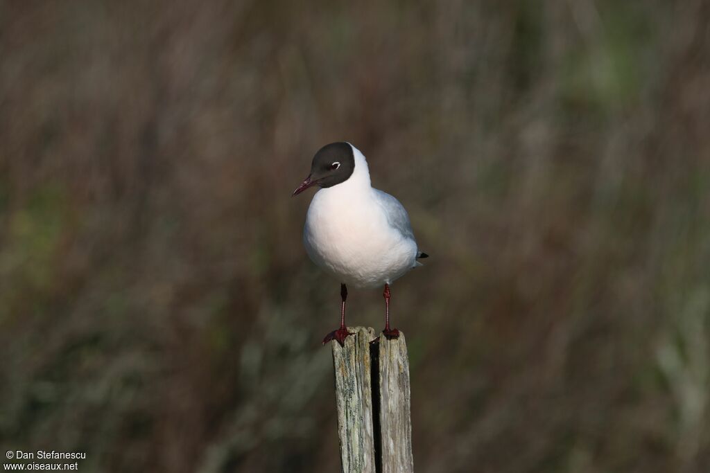 Mouette rieuseadulte nuptial