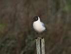 Mouette rieuse