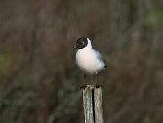 Black-headed Gull