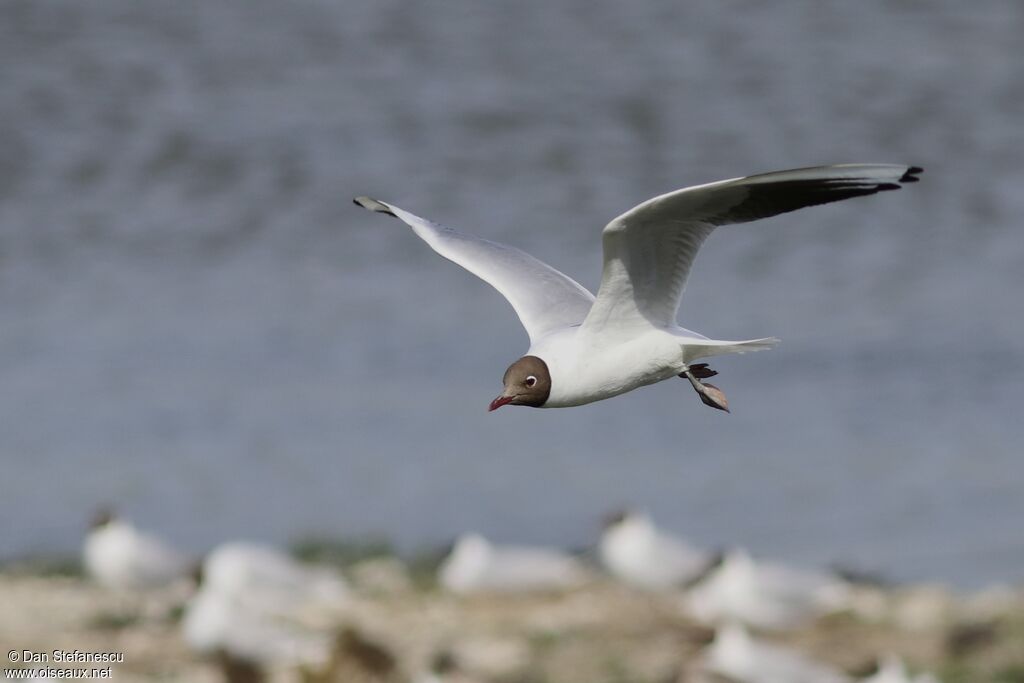 Mouette rieuse, Vol