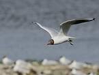 Mouette rieuse