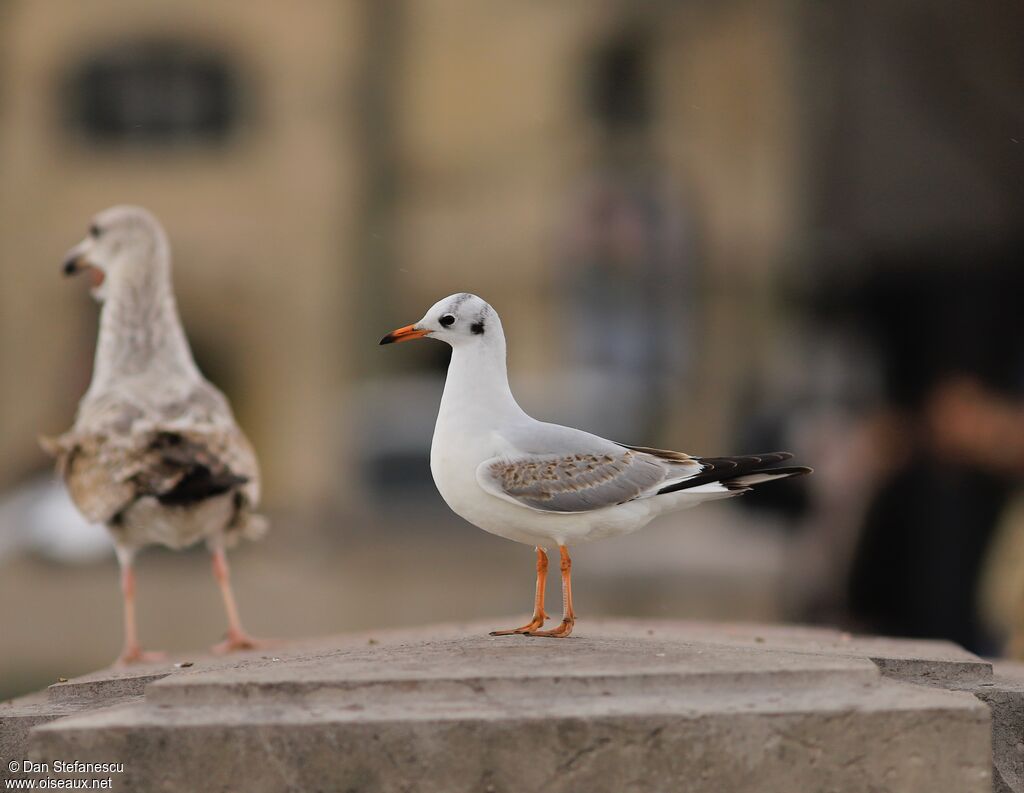 Black-headed GullFirst year