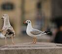 Mouette rieuse