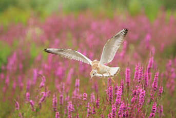 Mouette rieuse