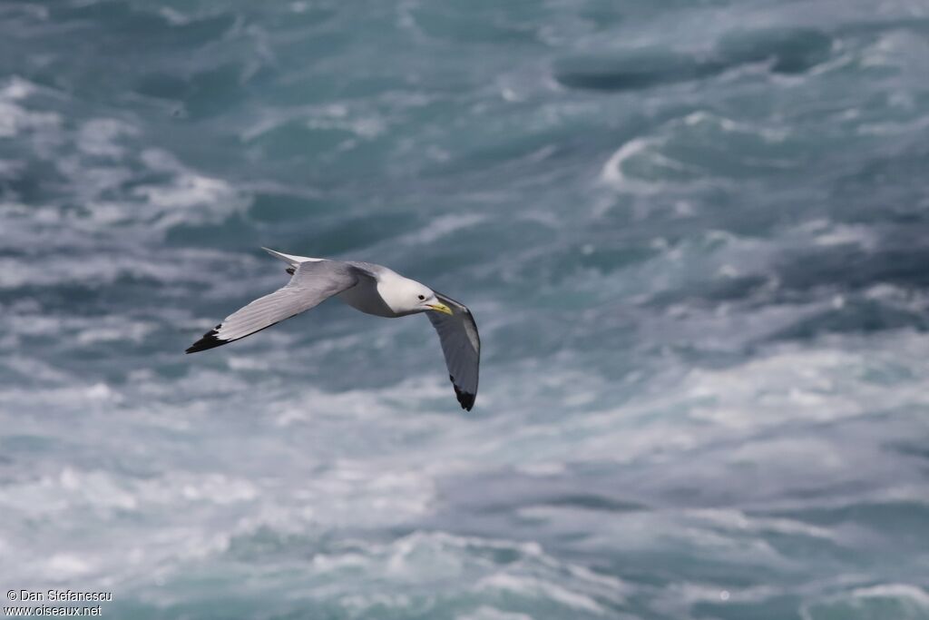 Mouette tridactyleadulte, Vol