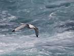 Mouette tridactyle