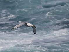 Black-legged Kittiwake