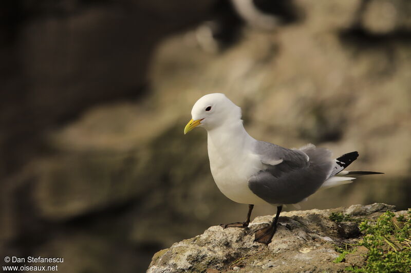 Mouette tridactyleadulte nuptial