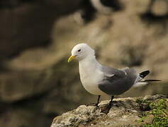 Black-legged Kittiwake