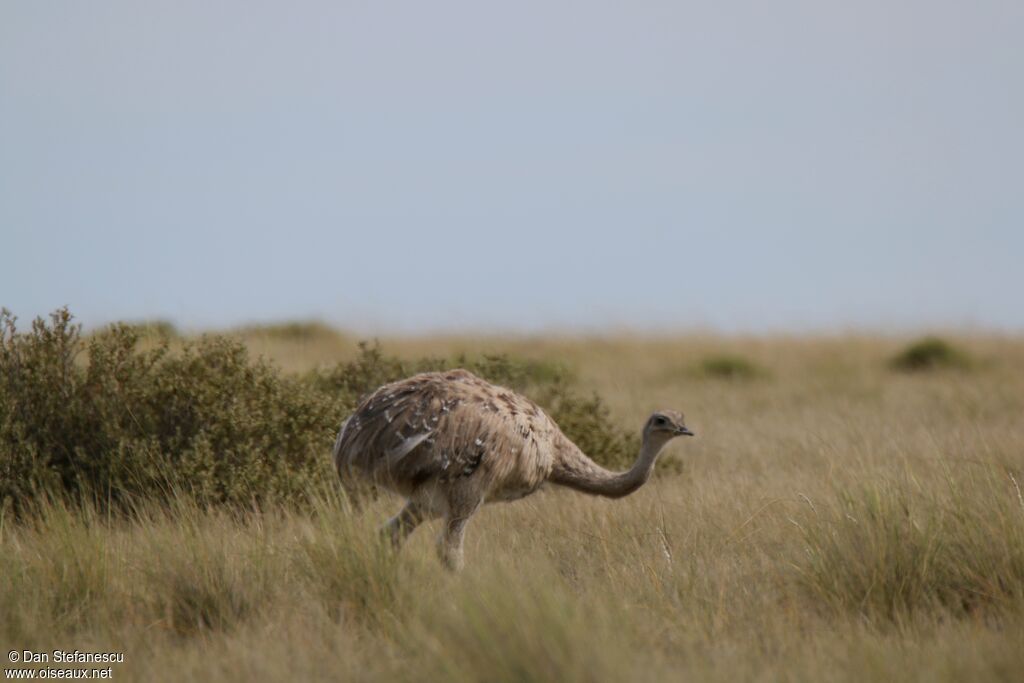 Lesser Rheaadult, walking