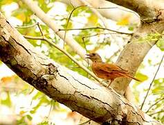 Red-tailed Ant Thrush