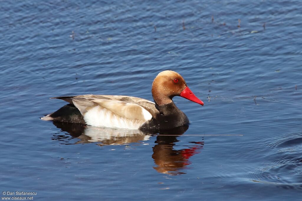 Nette rousse mâle adulte internuptial, nage