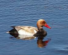 Red-crested Pochard