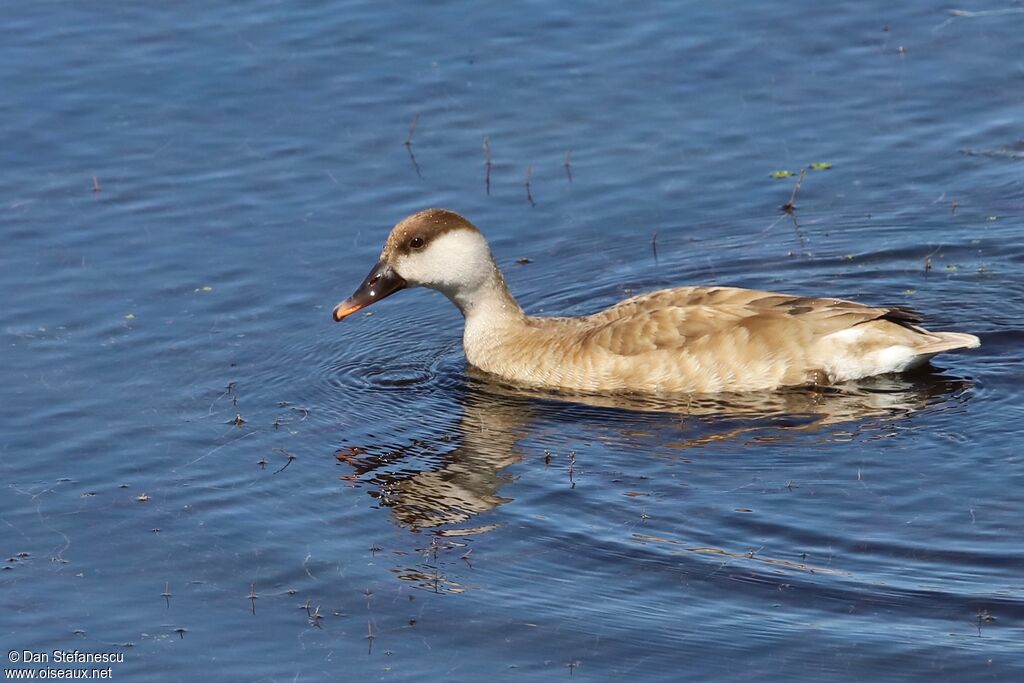 Red-crested Pochard female adult post breeding, swimming