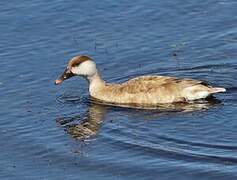 Red-crested Pochard