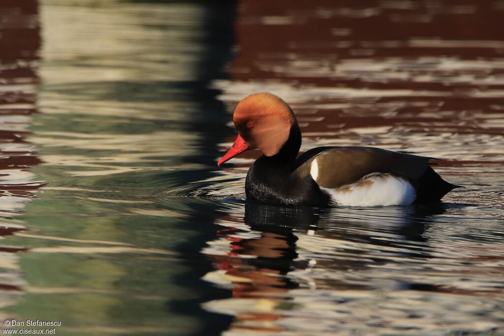 Nette rousse mâle adulte nuptial, nage