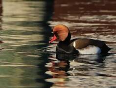 Red-crested Pochard