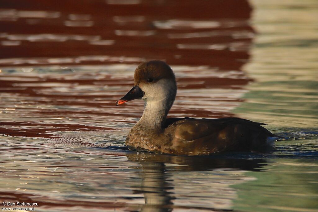 Red-crested Pochard female adult breeding, swimming