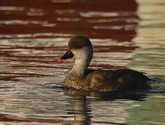 Red-crested Pochard