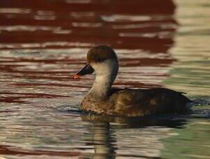 Nette rousse