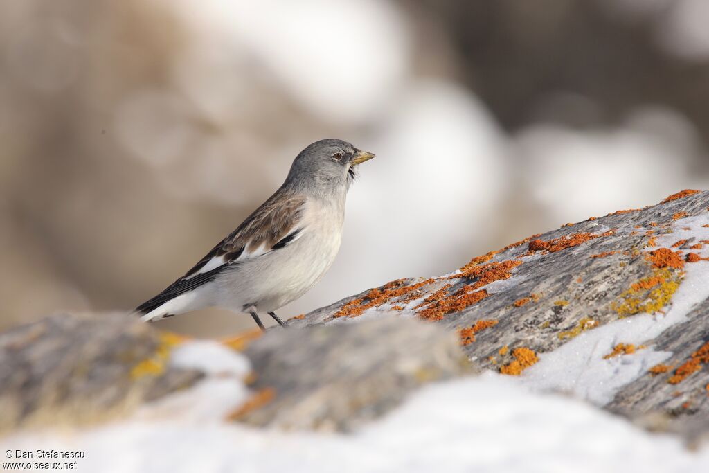 Niverolle alpineadulte