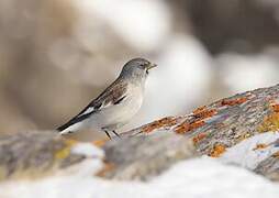 White-winged Snowfinch