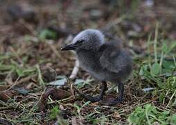 Brown Noddy