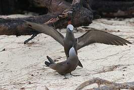 Brown Noddy