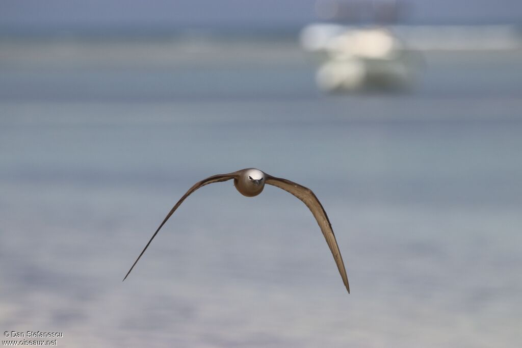 Brown Noddyadult, Flight