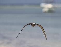 Brown Noddy