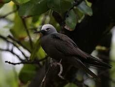 Lesser Noddy