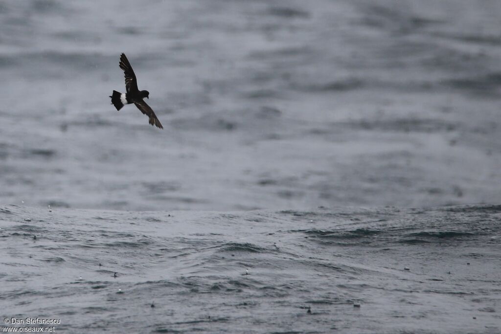 Wilson's Storm Petreladult, Flight