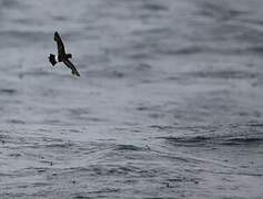 Wilson's Storm Petrel