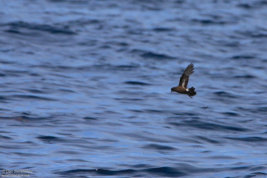 European Storm Petreladult, Flight