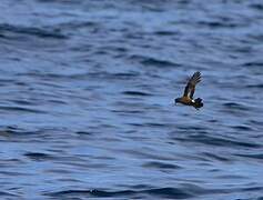 European Storm Petrel