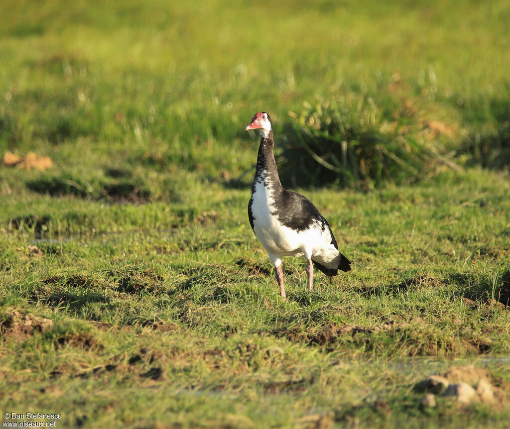 Spur-winged Goose male adult