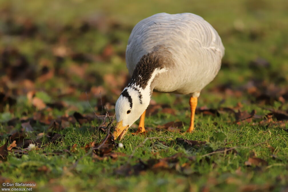 Bar-headed Gooseadult, eats