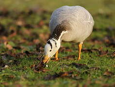 Bar-headed Goose