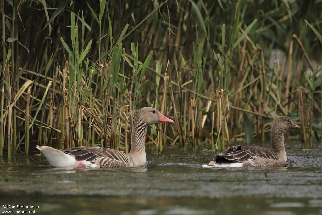 Greylag Gooseadult, swimming