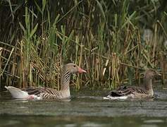 Greylag Goose