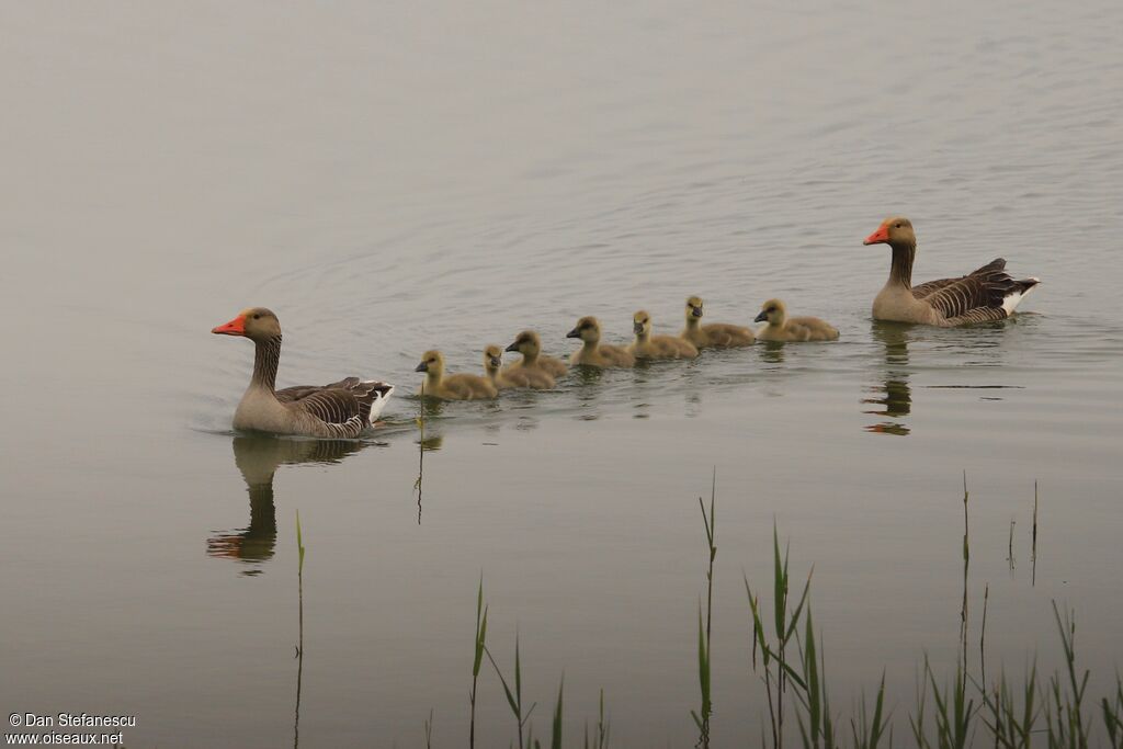 Greylag GoosePoussin