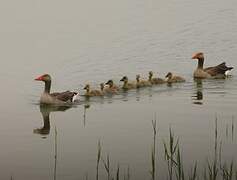 Greylag Goose