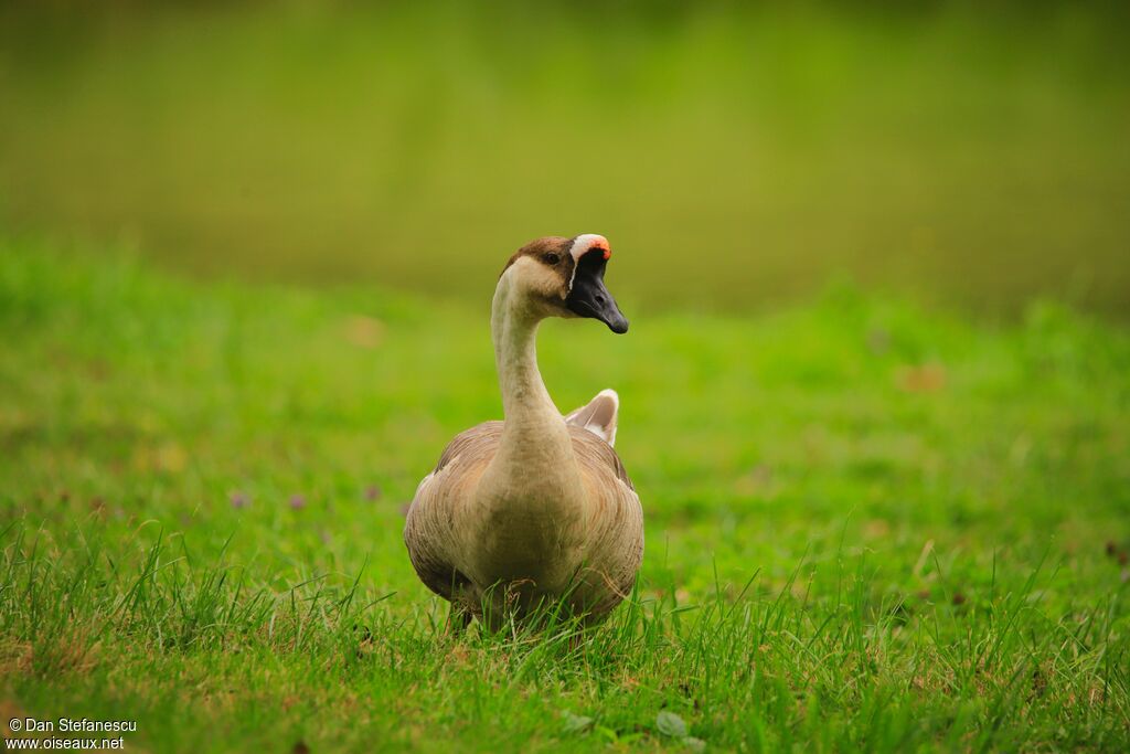 Swan Goose male adult