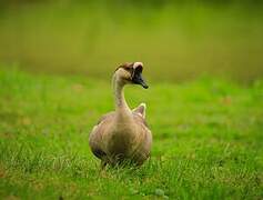 Swan Goose